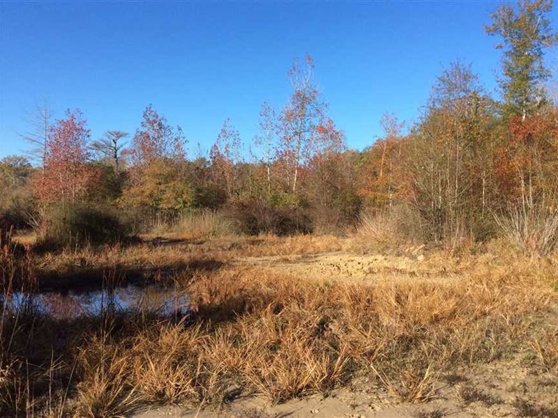 Bo's Back 40 Tract, Winn Parish, 4 : Tullos : Winn Parish : Louisiana
