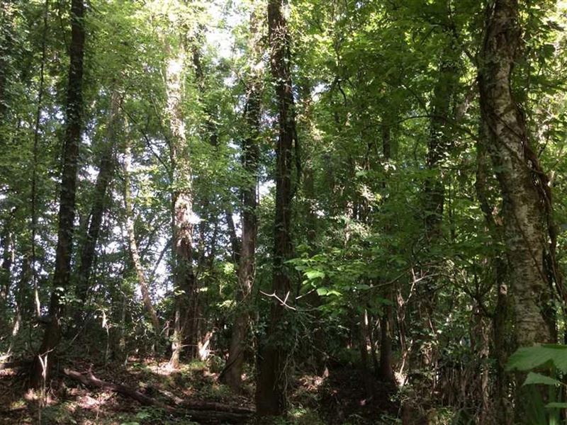 Sliver Tract, Grant Parish, 46 Acre : Wetzlar : Grant Parish : Louisiana