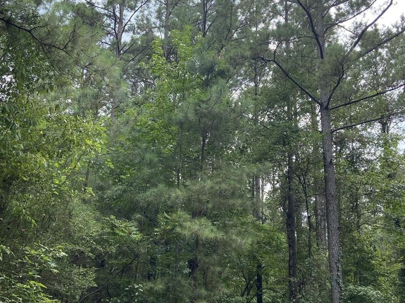 Whispering Pines Tract, Bienville : Lawhon : Bienville Parish : Louisiana
