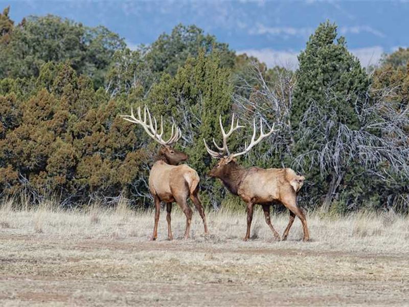 High Fence New Mexico Game Park : Capitan : Lincoln County : New Mexico
