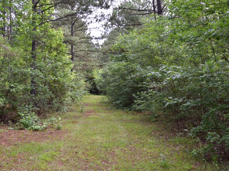 Pretty Old Family Timber Property : Monticello : Jasper County : Georgia