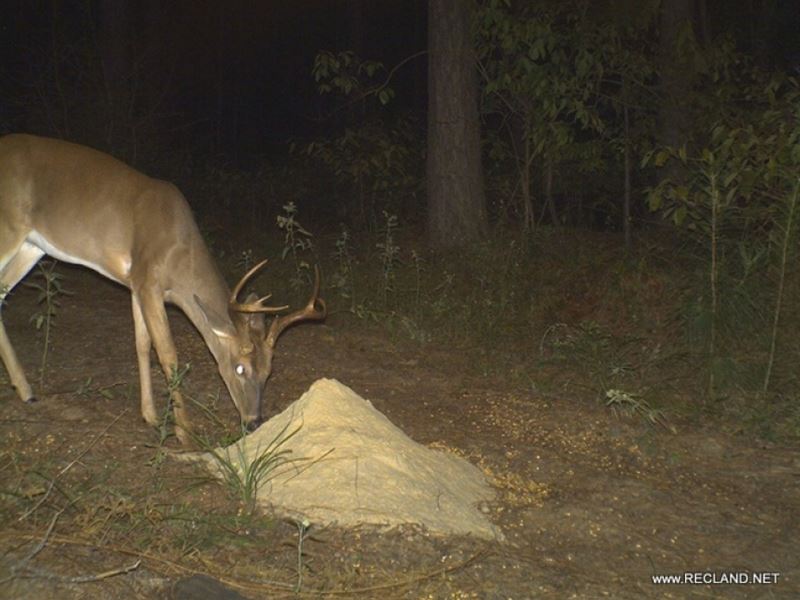 233 Ac, Timberland & Hunting : Columbia : Caldwell Parish : Louisiana