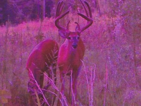 B and B Ranch : Sulligent : Lamar County : Alabama