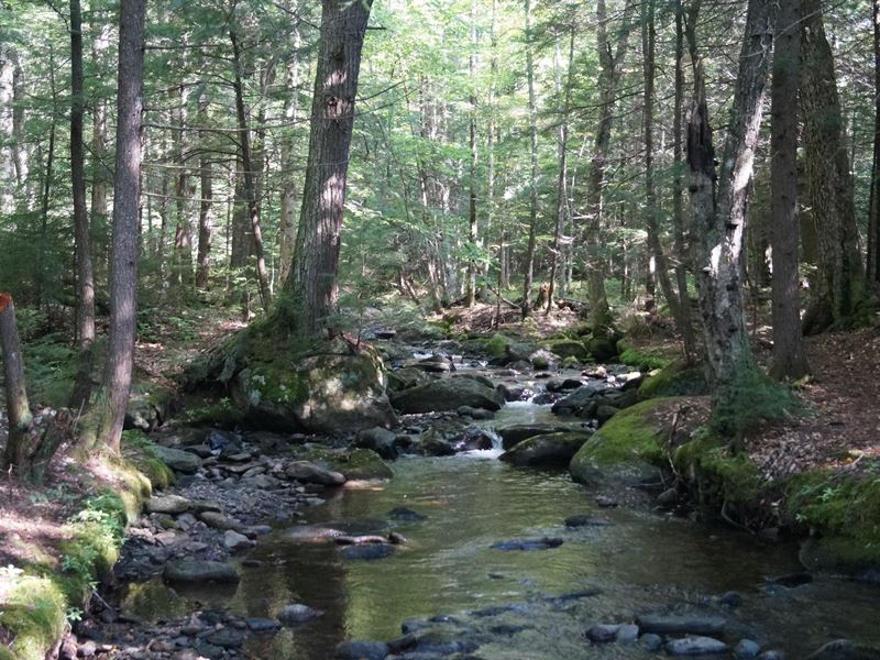 Twin Brooks Woodland : Middlesex : Washington County : Vermont