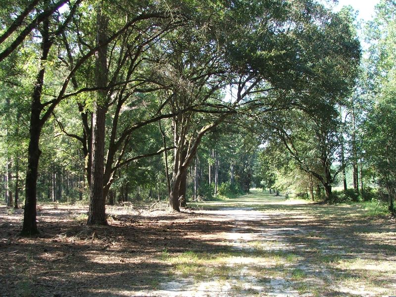 Historic Belfair Plantation : Springfield : Effingham County : Georgia