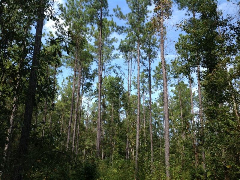 168 Acres Hunting & Timberland : Minter : Dallas County : Alabama