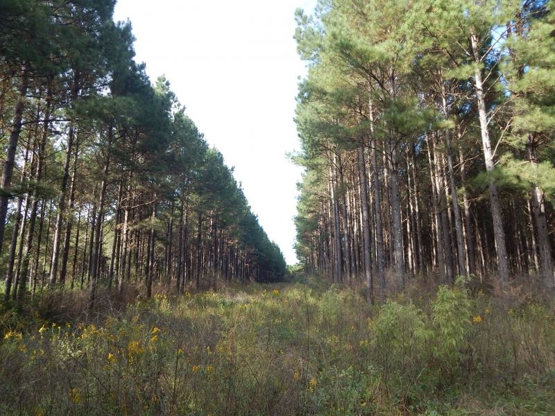 43 Acres, Timber & Hunting : Sandy Hook : Walthall County : Mississippi