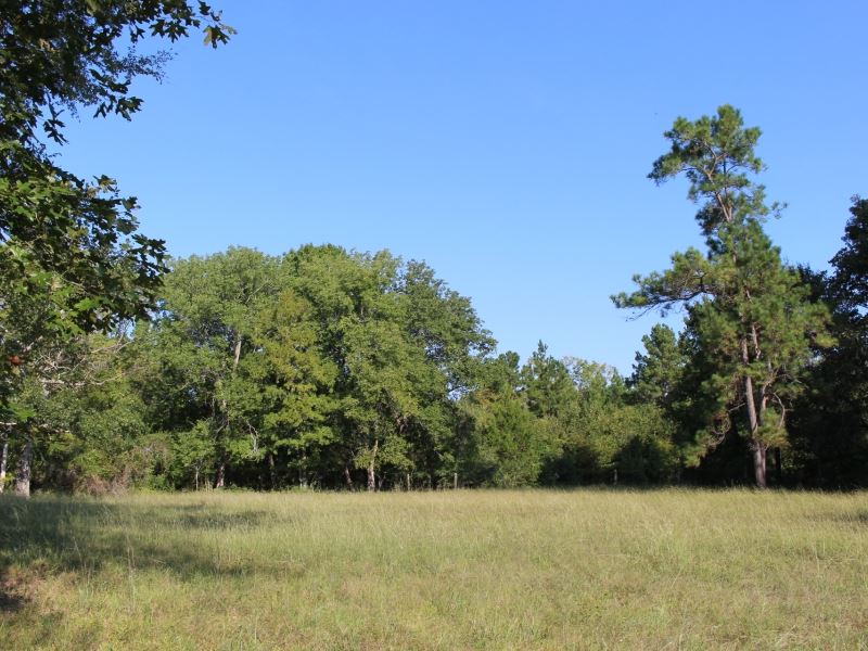 Arnsworth 42 : Montgomery : Montgomery County : Texas