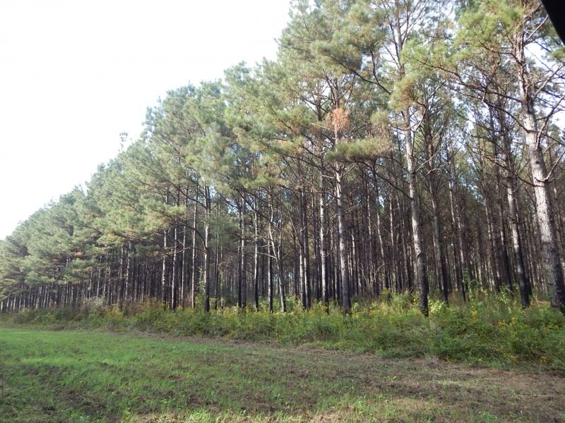 207 Acre, Hunting & Investment : Sandy Hook : Walthall County : Mississippi