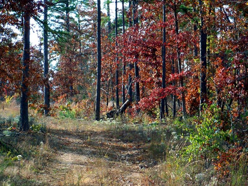 12 Acres, Clearing, National Forest : Summersville : Shannon County : Missouri