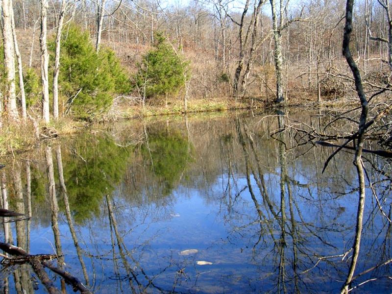 40 Acres, 2 Ponds, Creek, Clearing : Cabool : Texas County : Missouri