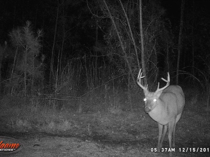 Beautiful Timber Creek and Hunting : Monticello : Jefferson County : Florida