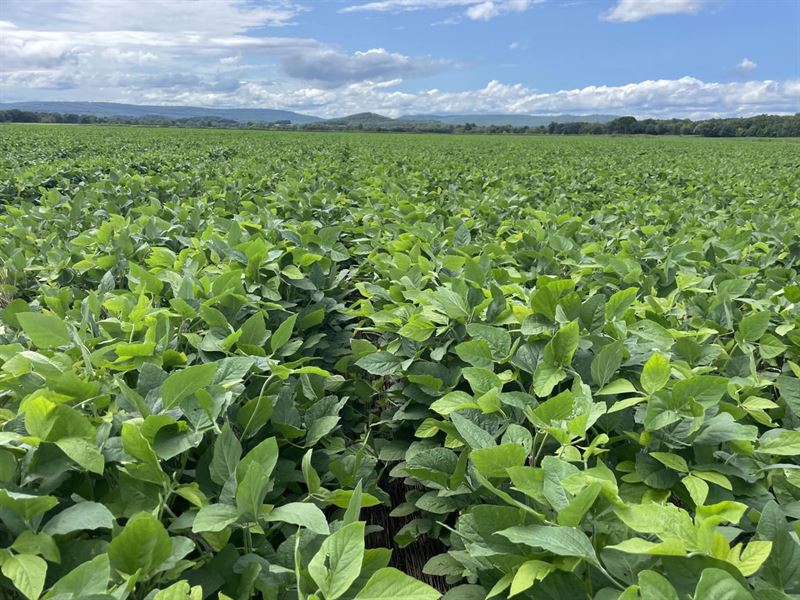 245 Acres of Row Crop Farm Land : Desha : Independence County : Arkansas