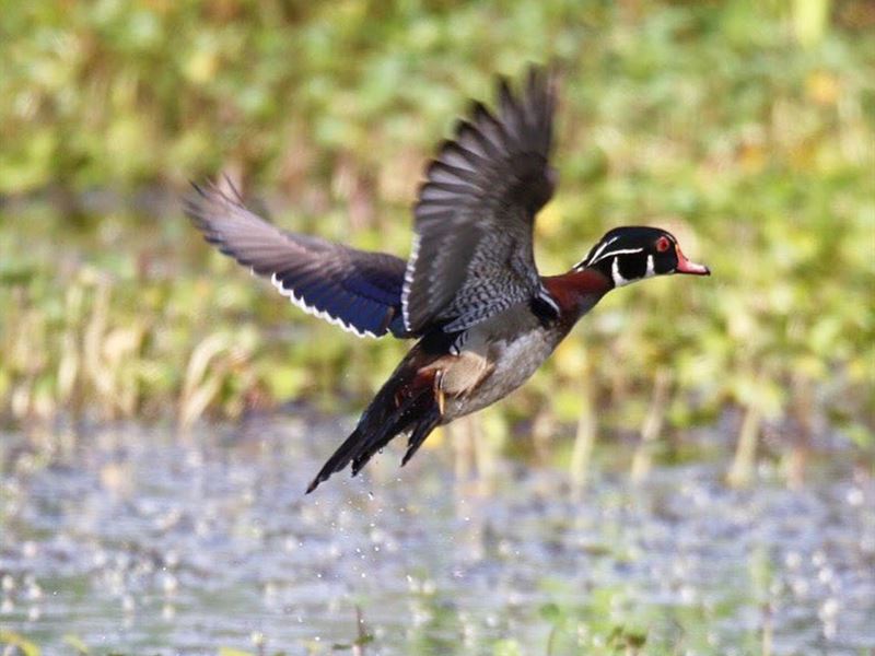 Beautiful Duck Land On Foster Lake : Woodville : Wilkinson County : Mississippi