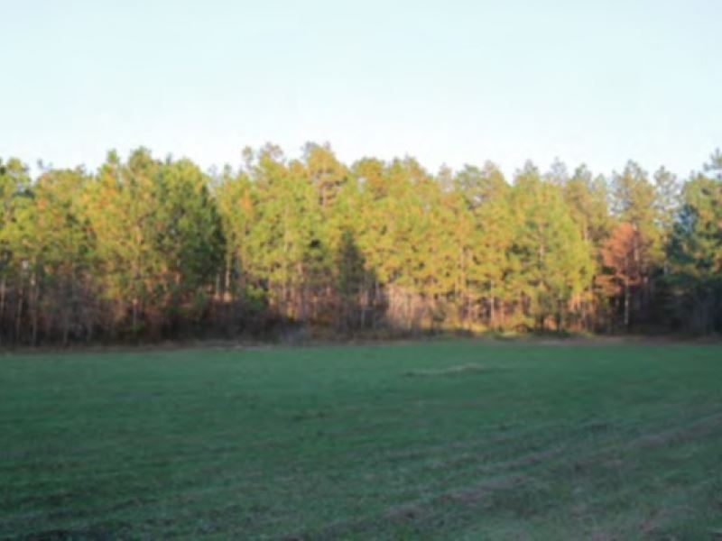 784 Acres in Lamar County, Ms : Purvis : Lamar County : Mississippi