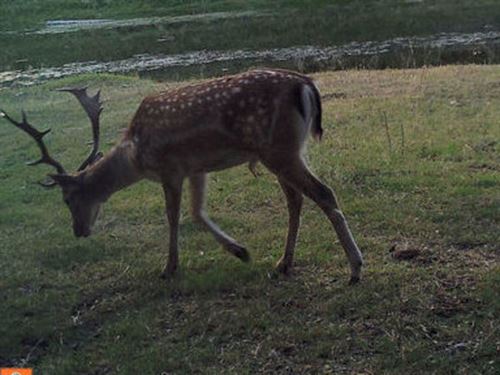 200 Acres For Sale : Rocksprings : Edwards County : Texas