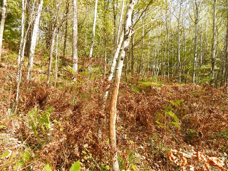 Pure Hunting Grounds 336 : Breen : Dickinson County : Michigan