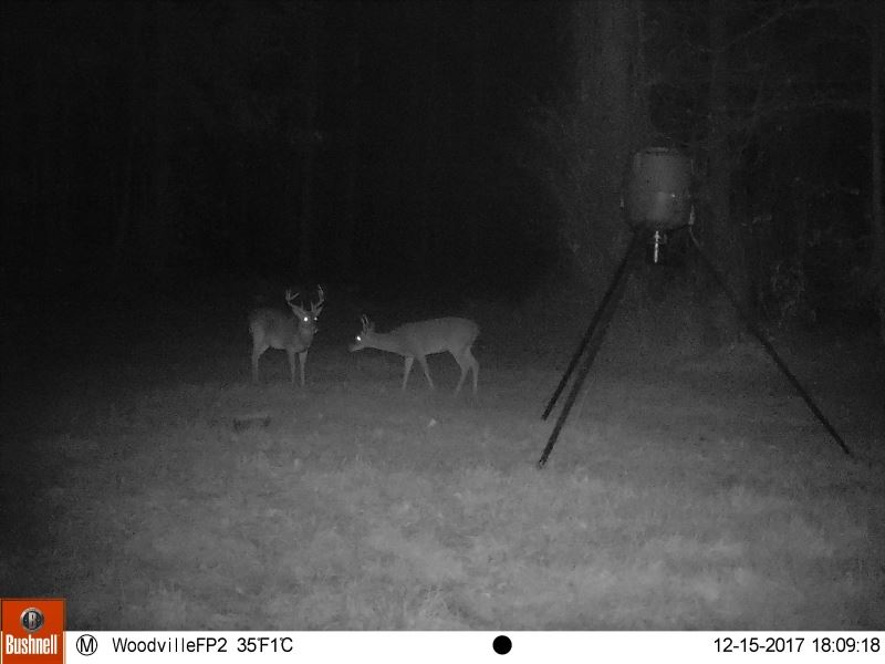 260.98 Acres Wilkinson County Hunti : Woodville : Wilkinson County : Mississippi