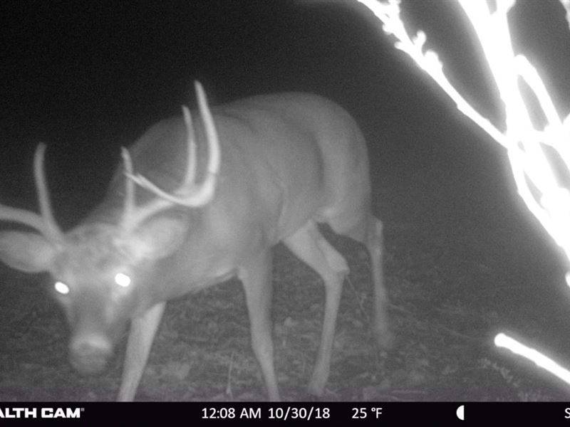 Outstanding Hunting Land Tillable : Stoddard : Vernon County : Wisconsin