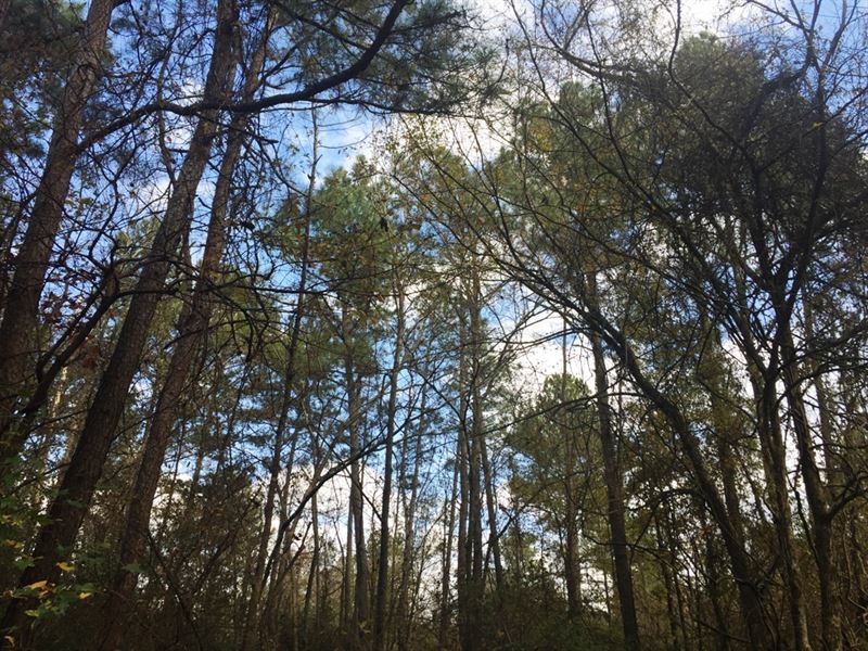 Ward Mountain East Tract : Adairsville : Bartow County : Georgia