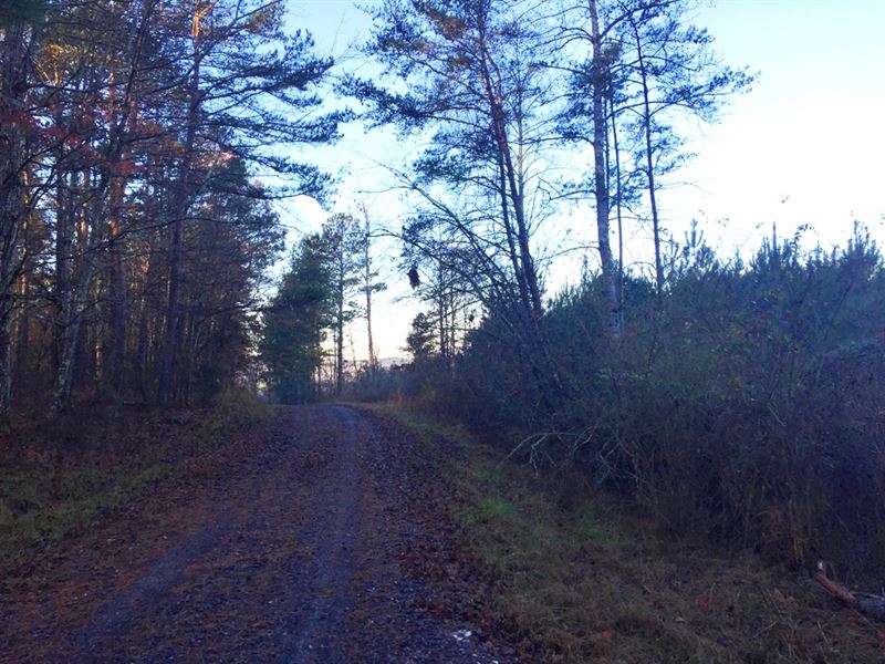 Shady Church Grove South Tract : Talking Rock : Pickens County : Georgia