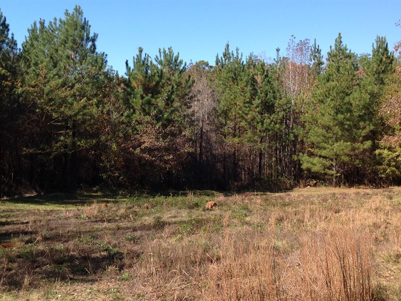 120 Acres in National Forest : Marion : Perry County : Alabama