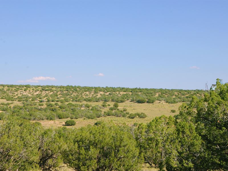 Quiet Secluded Northern Arizona Ran : Saint Johns : Apache County : Arizona