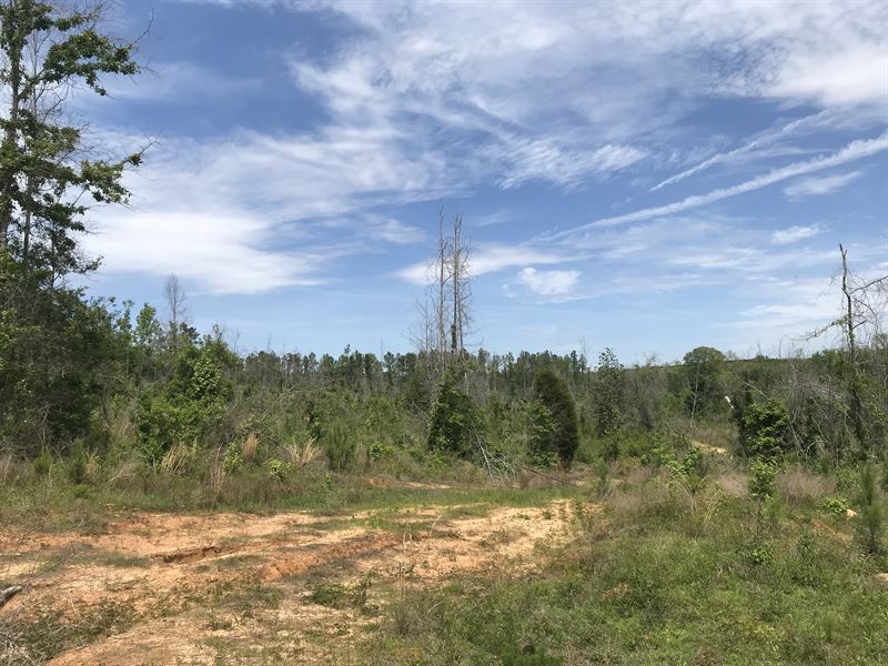 49.63 Acres in Georgetown, GA : Georgetown : Quitman County : Georgia