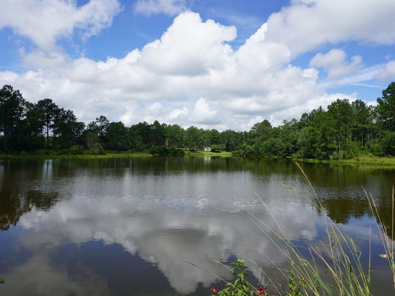 Willingham Farms : Rochelle : Wilcox County : Georgia