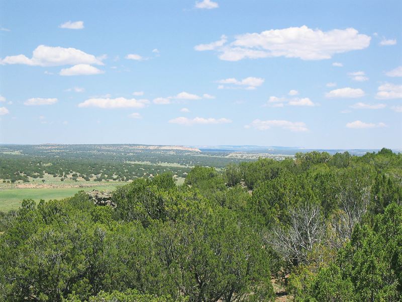 Deep Wilderness Arizona Ranch : Saint Johns : Apache County : Arizona