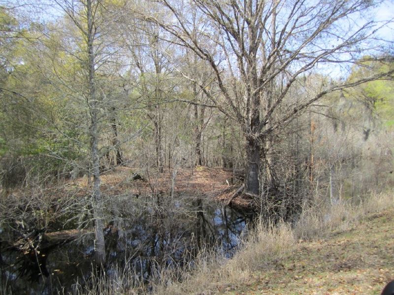 Parcel 1 Gilchrist Land CO : Bell : Gilchrist County : Florida