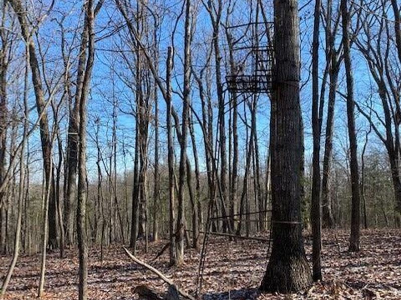 89.6 Acres Excellent Hunting Prop : Deer Lodge : Morgan County : Tennessee