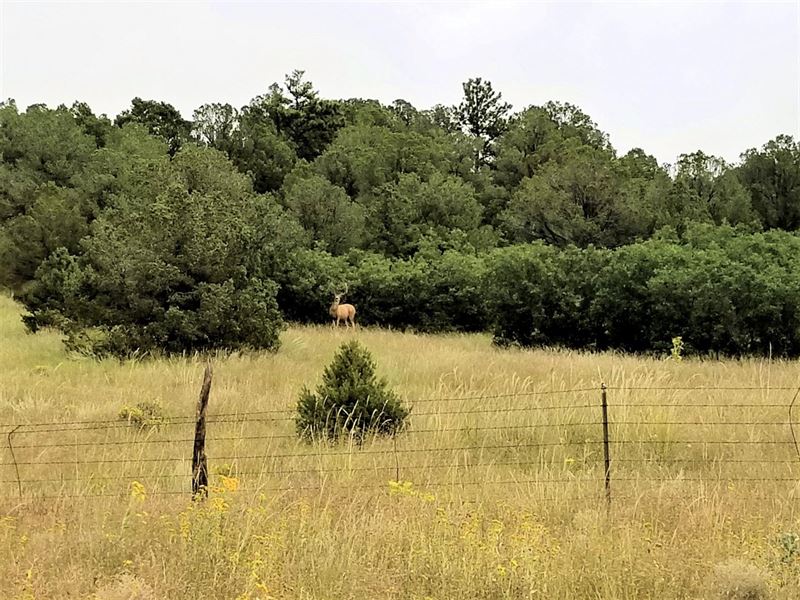 Colorado Recreational/Hunting Ranch : Canon City : Fremont County : Colorado