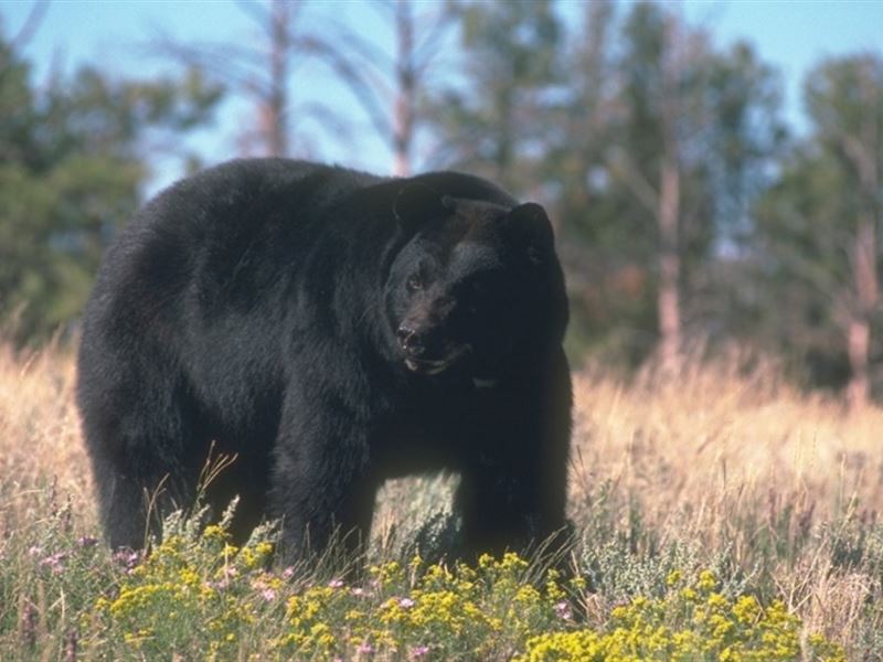 Hyde County Nc Shooting Preserve : Engelhard : Hyde County : North Carolina