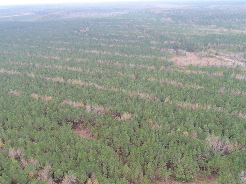 570 Acres in Latta, SC : Latta : Dillon County : South Carolina