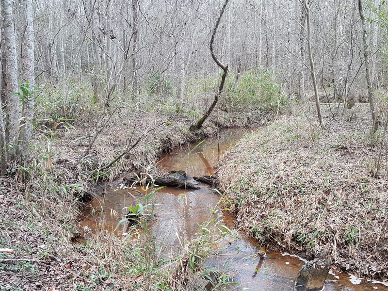 Great Timber Hunting Chenube Creek : Parrott : Terrell County : Georgia
