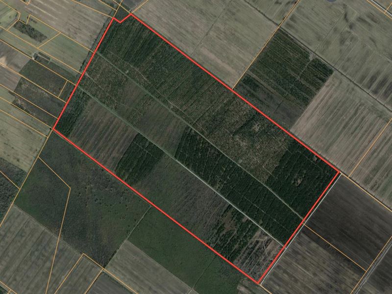 Nc 1000 Acre Timber Tract for Sale : Pantego : Beaufort County : North Carolina