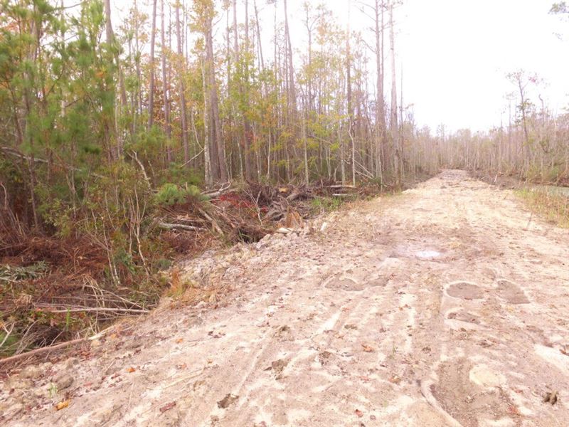 Bear, Deer, & Duck Hunting Land Ranch for Sale in Columbia, Tyrrell