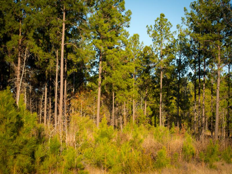 Operation Whitetail, Ranch for Sale by Owner in Texas, 14136 RANCHFLIP