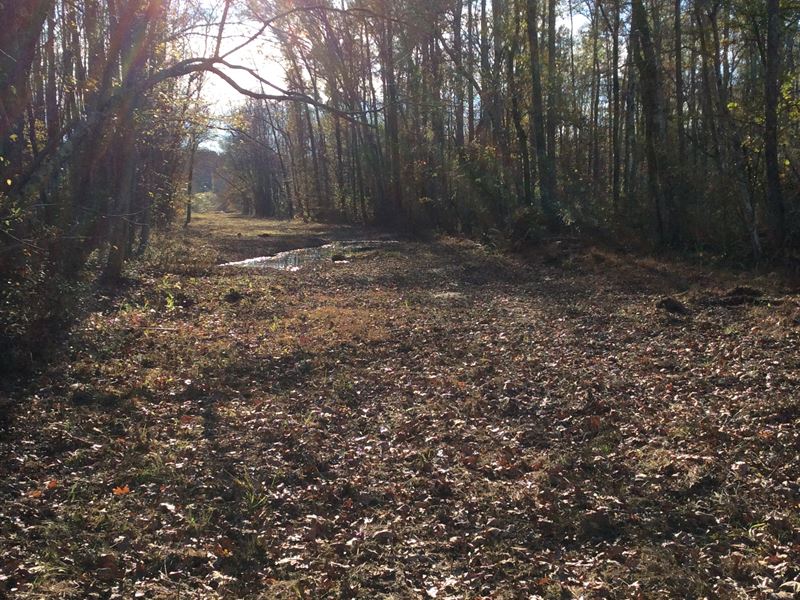 McKenzie Tract : Ashland : Benton County : Mississippi