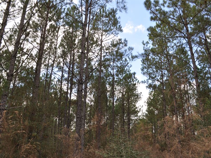 67 Acres Fm 247 & Lost Indian Camp : Huntsville : Walker County : Texas