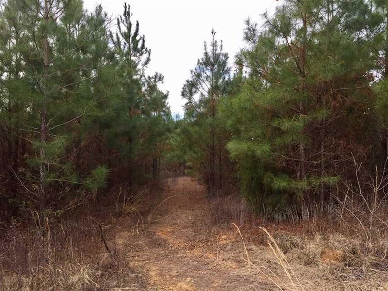 Old Meeks Road Tract, Union Parish : Farmerville : Union Parish : Louisiana