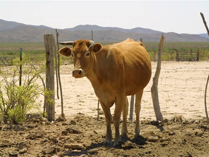 20 Acres, Fabens Ranch Only $154/Mo : Fabens : Hudspeth County : Texas