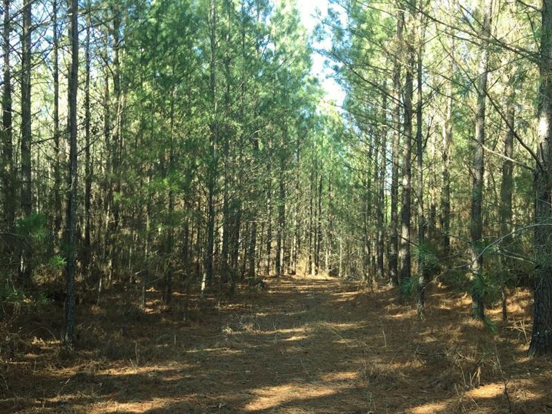 Bull Skull Road Hunting and Timber : Leighton : Colbert County : Alabama