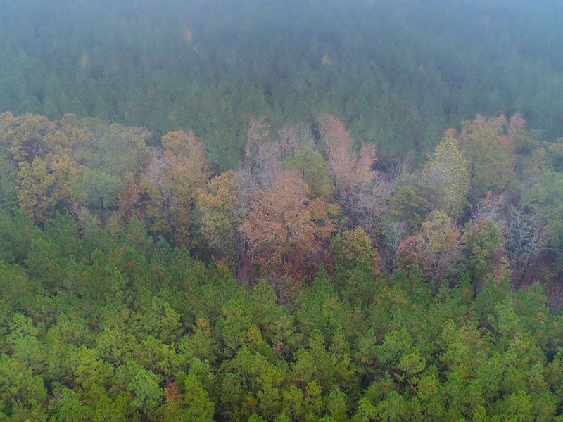 Hardwoods & Pines Near Great Falls : Great Falls : Lancaster County : South Carolina