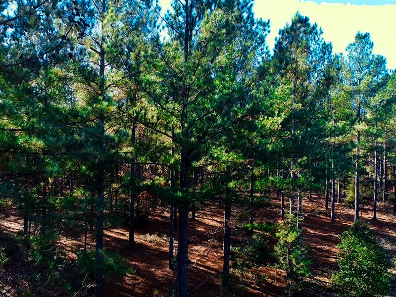 Hunting & Timber Near Laurinburg : Laurinburg : Scotland County : North Carolina