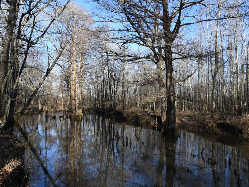 Cypress Bayou Hunting Property : Austin : Lonoke County : Arkansas
