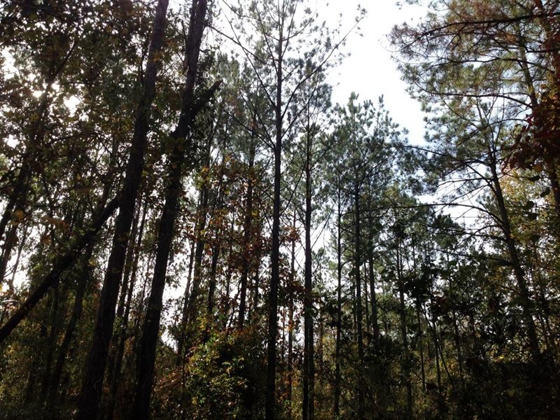167 Acres Hunting Property : Valley Grande : Autauga County : Alabama
