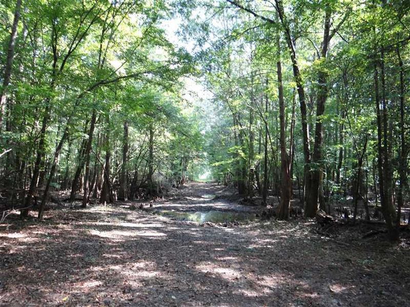 Black Lake Bayou Tract, Bienville : Jamestown : Bienville Parish : Louisiana