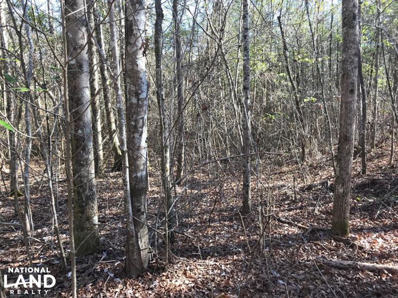 US 43 Hunting and Timber Investment : Bankston : Fayette County : Alabama